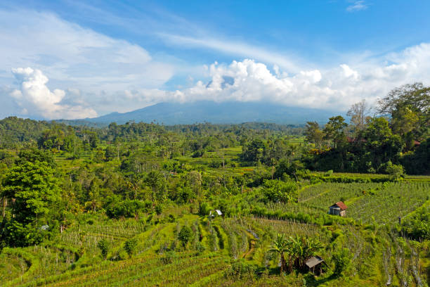 空中從稻田與阿貢山在巴厘島印尼的背景 - sidemen 個照片及圖片檔