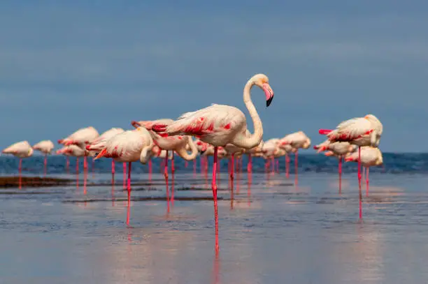 Photo of Wild african birds. Group birds of pink african flamingos  walking around the blue lagoon on a sunny day