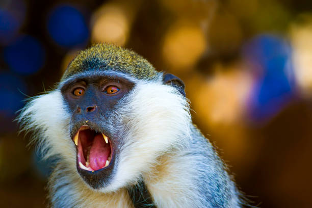 vervet monkey