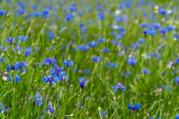istock Cornflower  bloom. Blue blooming blossom. Bachelors button flower field in natural environment. Centaurea cyanus. 1200487433