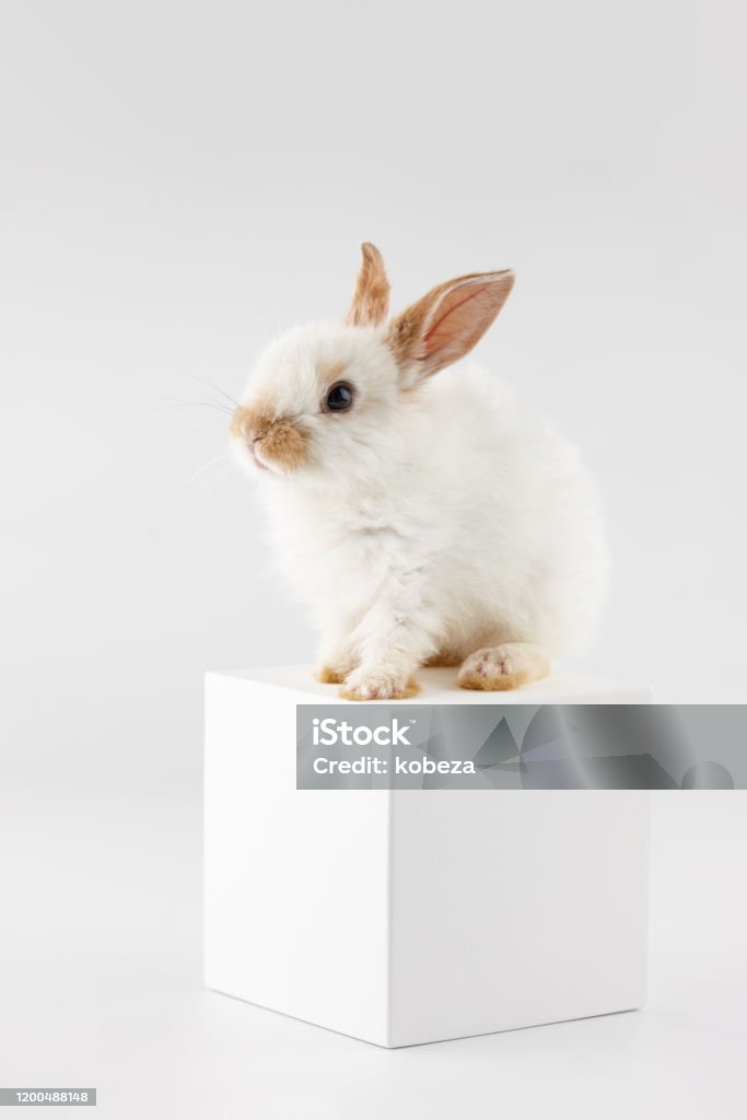 White Rabbit Cube Bunny Rabbit At White Cube On White Background Stock Photo - Download ...