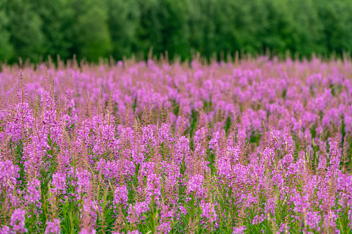 Willowherbs bloom. Rose and purple blooming blossom. Flower field with pink petals in natural environment. Fireweeds, Chamaenerion.