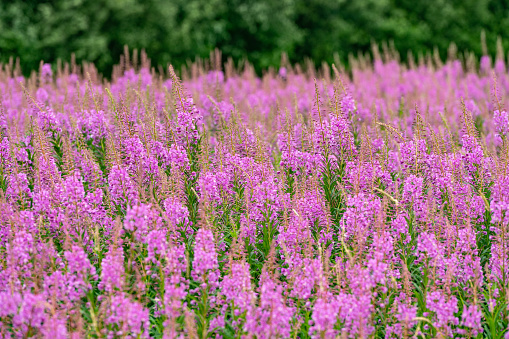 Willowherbs bloom. Rose and purple blooming blossom. Flower field with pink petals in natural environment. Fireweeds, Chamaenerion.
