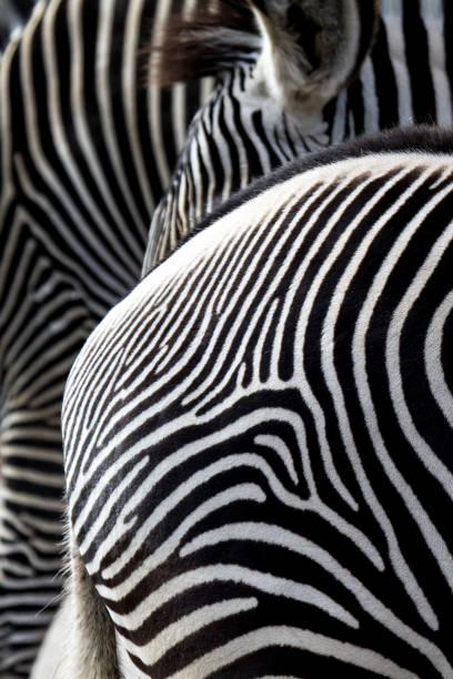 istock Backside of a zebra with other zebras  behind 1200488695