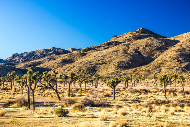 istock Valley Of Yucca Trees In Early Morning Light 1200489534