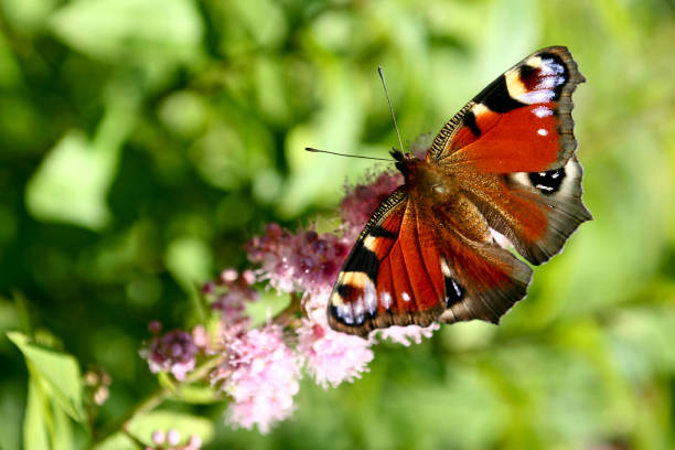 istock The butterfly insect is called the Peacock's eye 1200489655