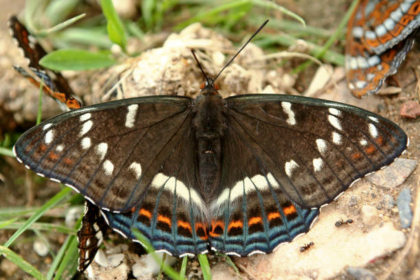 istock The butterfly insect is called the poplar Tapeworm 1200489664