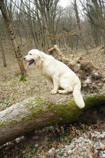 istock Golden retriever sitting 1200489801