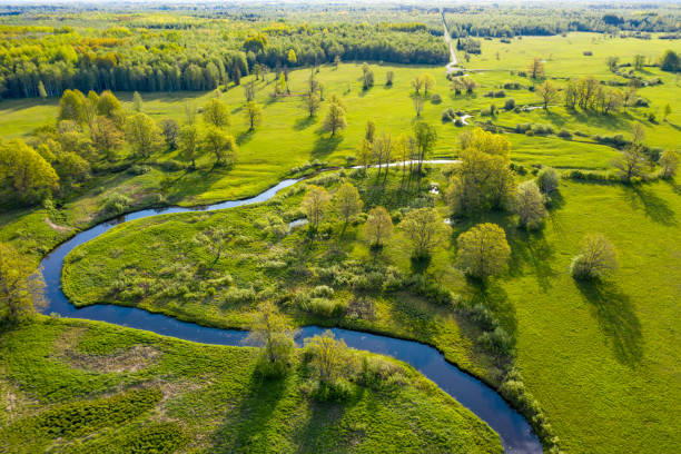 floresta nas cores de verão. árvores verdes decíduos e rio azul sinuoso ao pôr do sol. soomaa prado arborizado, estônia, europa - lea - fotografias e filmes do acervo