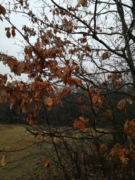 istock bush with brown leaves and waterdrops 1200491163