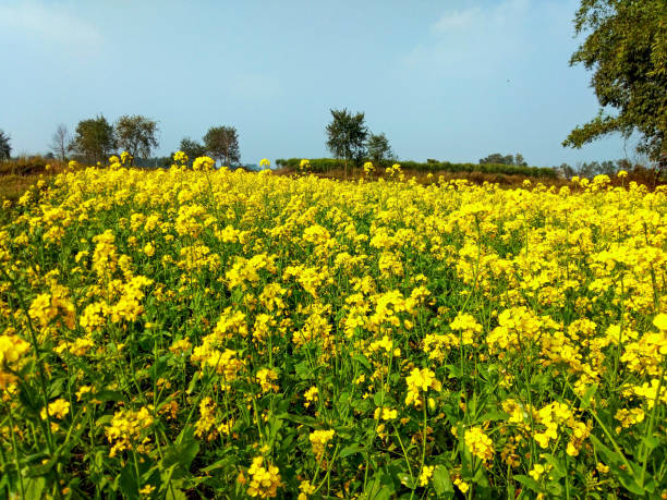 un montón de plantas de mostaza en la granja con cielo despejado - mustard plant mustard field clear sky sky fotografías e imágenes de stock