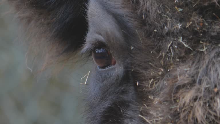 Close up of bison head.