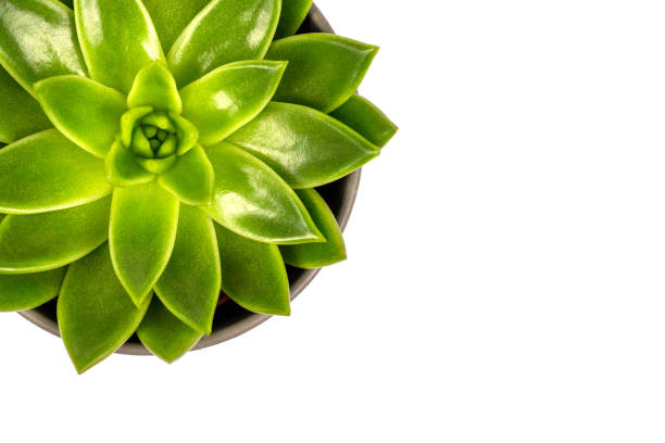 istock echeveria green succulent white background copy space 1200495301