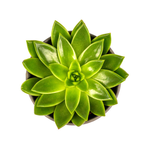 istock echeveria green succulent white background copy space 1200495331