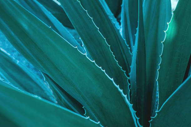클로즈업 아가베 선인장, 추상자연 패턴 배경 및 질감 - agave cactus natural pattern pattern 뉴스 사진 이미지