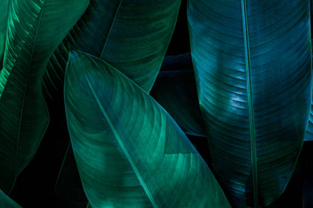istock tropical banana leaf texture in garden, abstract green leaf 1200495572
