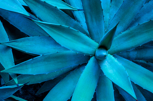 closeup agave cactus, abstract natural pattern background and textures