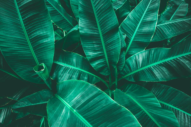 istock tropical banana leaf texture in garden, abstract green leaf 1200495621