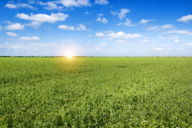 istock Green field and beautiful sunrise. 1200495797