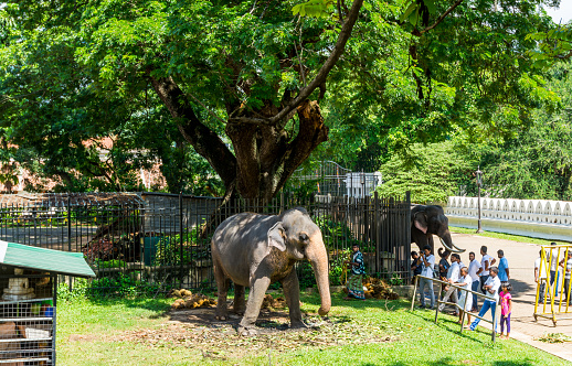 Single elephant having fun at feeding time