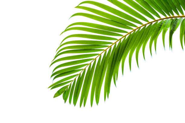 istock leaves of coconut isolated on white background 1200495988