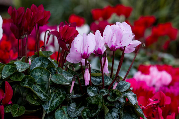 fleurs d'hiver : fleurs de cyclamen dans la serre chaude, fleur de cyclamen - beautiful red pink wood photos et images de collection