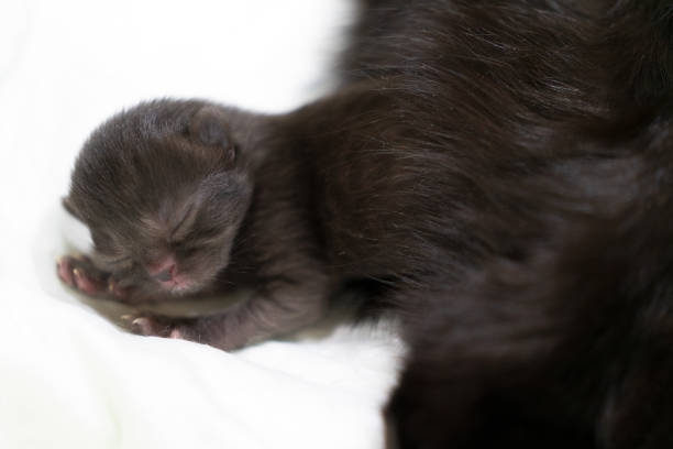 Newborn Kitten with mother - sleeping