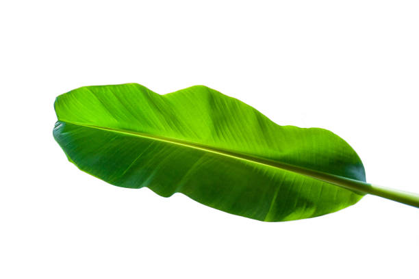istock Beautiful green banana leaf isolated on white background 1200496765