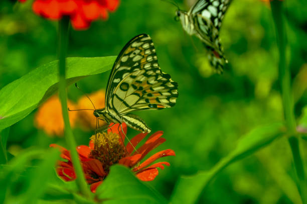 istock Butterfly in garden and flying on flowers 1200497238
