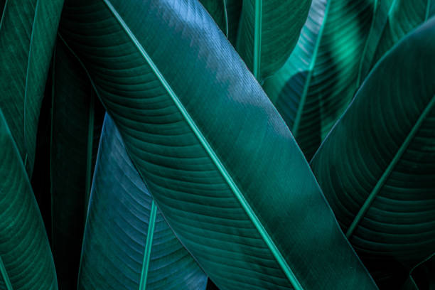 istock green leaf texture, dark green foliage nature background 1200498336