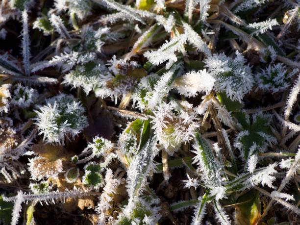 istock Lans in frost vercors 1200498369
