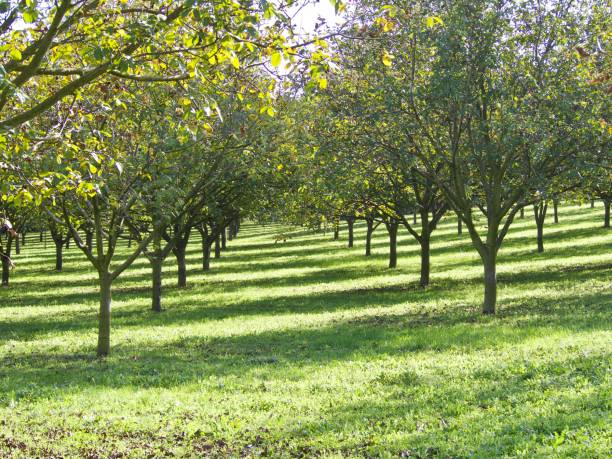 campi di noci - walnut tree foto e immagini stock