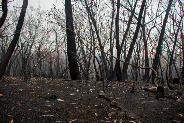 istock Australian bushfires aftermath: burnt eucalyptus trees damaged by the fire 1200499453
