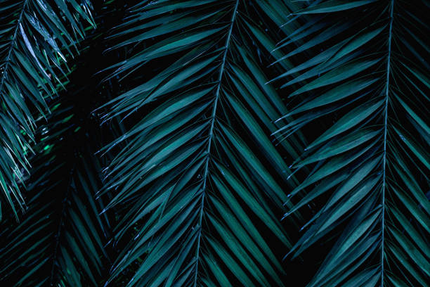 istock closeup green palm leaf and shadow 1200499474