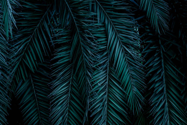 istock closeup green palm leaf and shadow 1200499475
