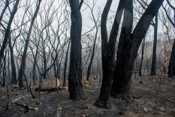 istock Australian bushfires aftermath: burnt eucalyptus trees damaged by the fire 1200499481