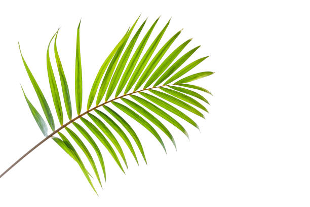 istock leaves of coconut isolated on white background 1200499642