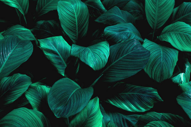 istock leaves of Spathiphyllum cannifolium 1200499742