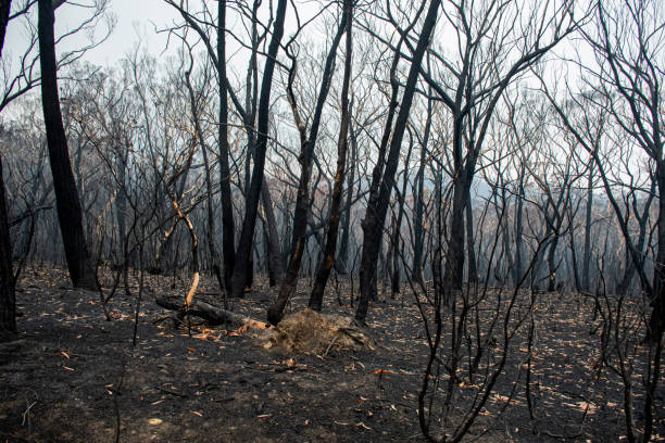 istock Australian bushfires aftermath: burnt eucalyptus trees damaged by the fire 1200499817