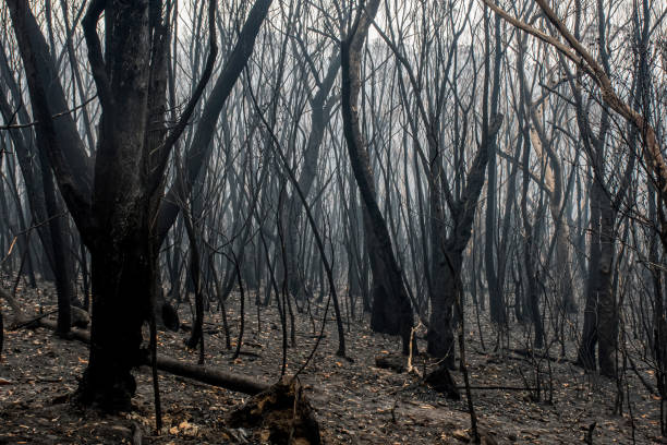 istock Australian bushfires aftermath: burnt eucalyptus trees damaged by the fire 1200499838
