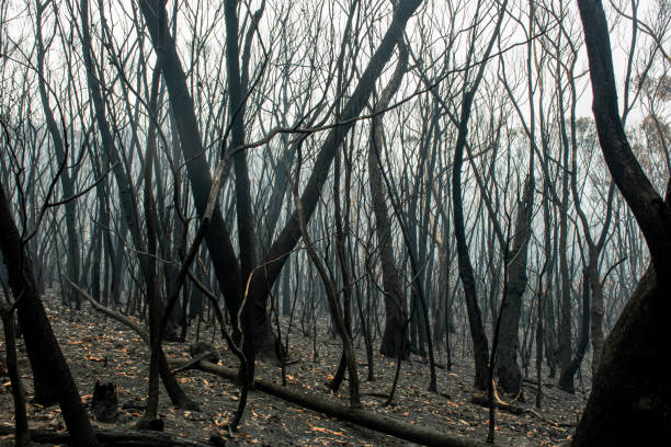 istock Australian bushfires aftermath: burnt eucalyptus trees damaged by the fire 1200499849