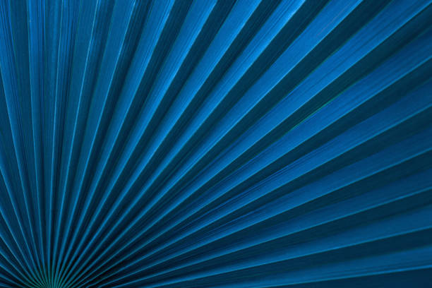 istock tropical palm leaf and shadow, abstract natural green background 1200500707