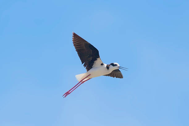 istock A White-backed Stilt hovers against a blue sky 1200501817