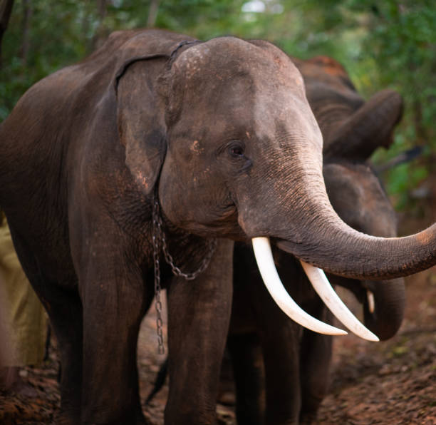 istock Elephants bathing and walking in the tropical rainforest river at Chiang Mai Thailand 1200501942