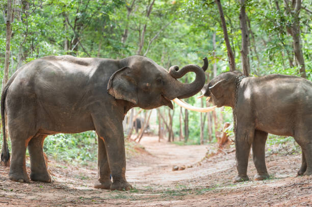 istock Elephants bathing and walking in the tropical rainforest river at Chiang Mai Thailand 1200501948