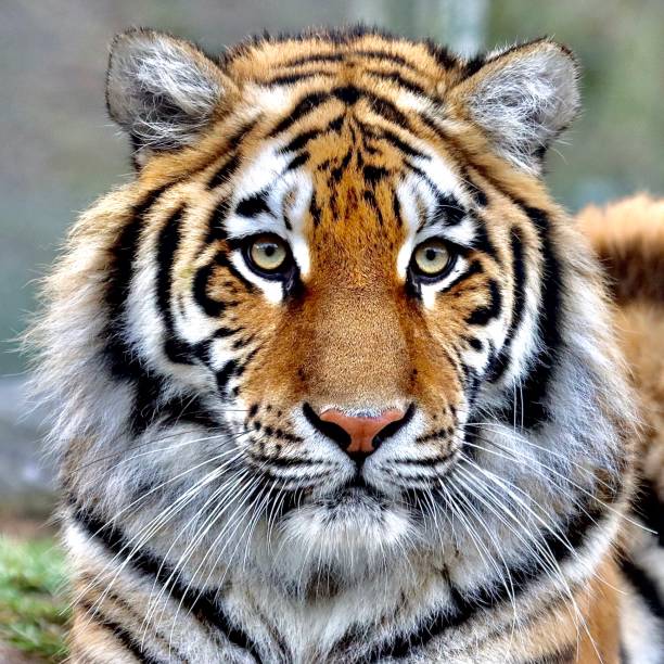 una bella tigre - specie in via destinzione foto e immagini stock