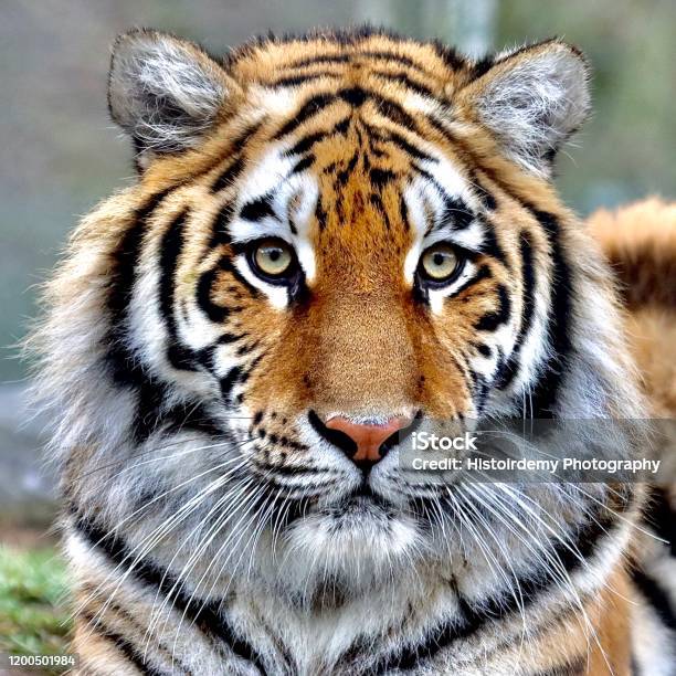 A Beautiful Tiger Stock Photo - Download Image Now - Tiger, Animal  Wildlife, Animals In The Wild - iStock