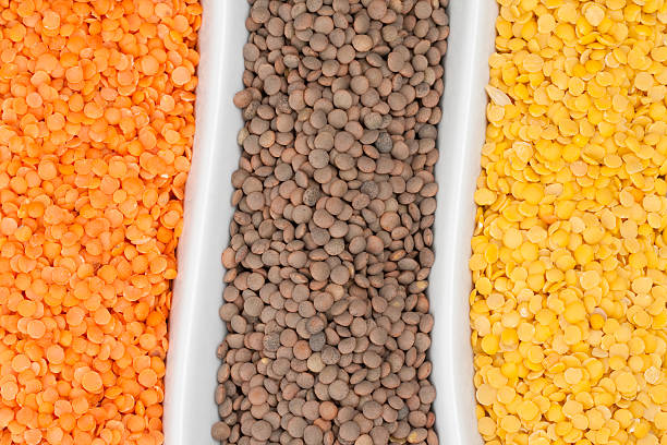 Lentil