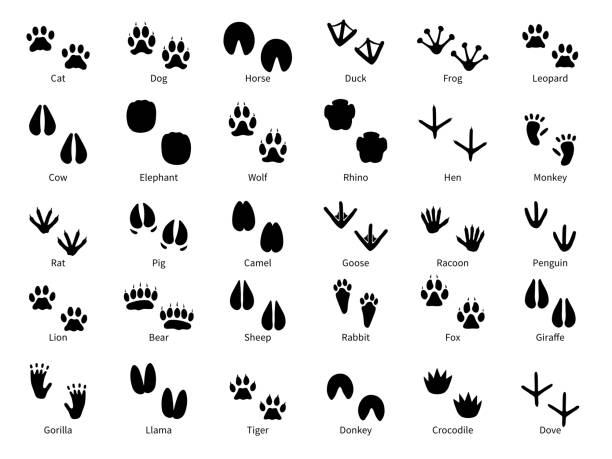 Animal footprints. Walking track animals paw with name, pets tracks, bird and wild animals trail, wildlife safari feet silhouette vector prints Animal footprints. Walking track animals paw with name, pets tracks, bird and wild animals trail, wildlife safari feet silhouette isolated vector foot prints paw stock illustrations