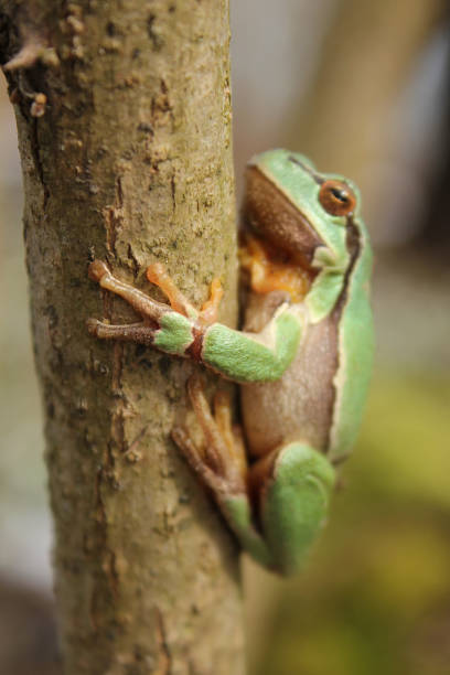 istock European tree frog (Hyla arborea) on the tree in natural habitat 1200503350